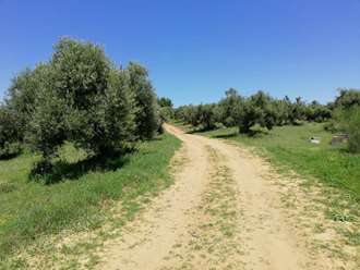 Aγροτεμάχιο, Παλλήνη Χαλκιδικής