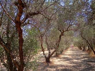 Οικόπεδο, Θερμησία, Ερμιόνη, Αργολίδα