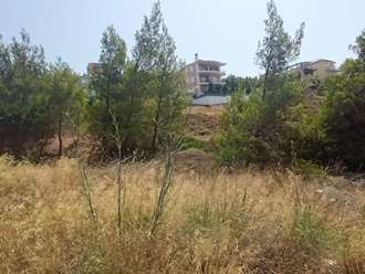 Οικόπεδο, Πικέρμι